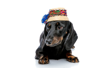 Teckel dog with black fur and traditional hat looking away