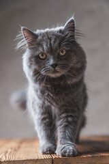 Fototapeta na wymiar magnificent British Longhair cat with gray fur walking