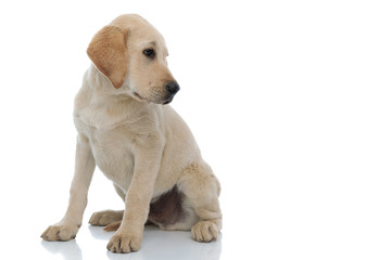 seated little labrador retriever puppy looks away to side