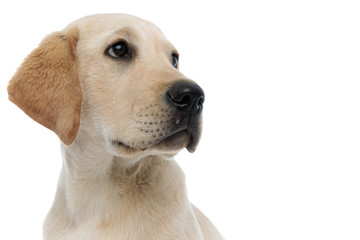 side view of a labrador retriever's face looking up