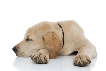 adorable labrador retriever puppy takes a nap