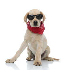 cute labrador retriever puppy wearing sunglasses and red bandana sitting