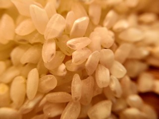 Detail of round white rice grains