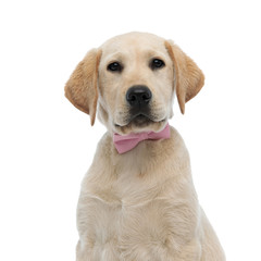 closeup of a cute labrador retriever puppy wearing pink bowtie