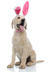 panting labrador retriever wearing easter bunny costume looks to side