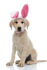  labrador retriever  wearing easter bunny ears and pink bow tie
