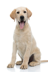 happy young labrador retriever puppy dog siting and panting