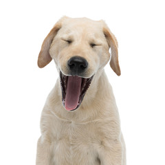 yawning tired labrador retriever puppy