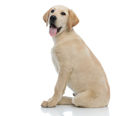 side view of a happy panting labrador retriever puppy sitting