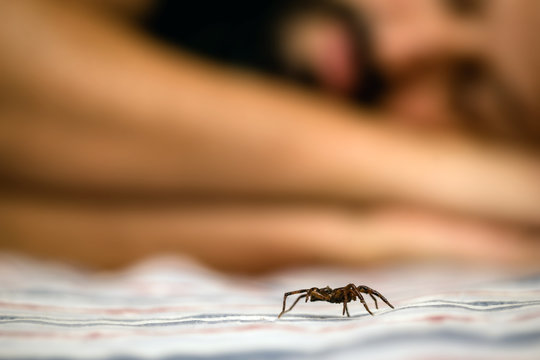 Brown spider indoors, walking close to a person while she sleeps. Danger, need for detection. arachnophobia concept. - Powered by Adobe
