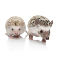 couple of two adorable hedgehogs walking on white background