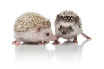 couple of two hedgehogs standing on white background