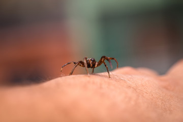 poisonous spider over person arm, poisonous spider biting person, concept of arachnophobia, fear of spider. Spider Bite.