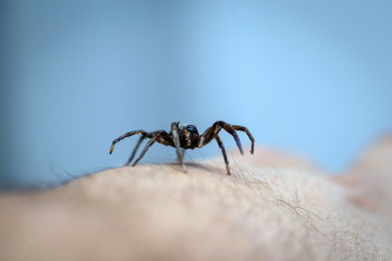 Brown spider walking on human skin, spider bite. Arachnophobia concept.