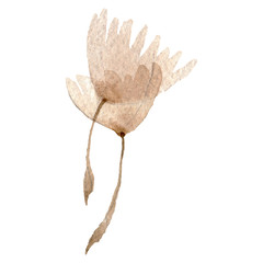 Dandelion blowball with seeds. Watercolor background illustration set. Isolated plant illustration element.