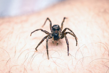 poisonous spider over person arm, poisonous spider biting person, concept of arachnophobia, fear of spider. Spider Bite.