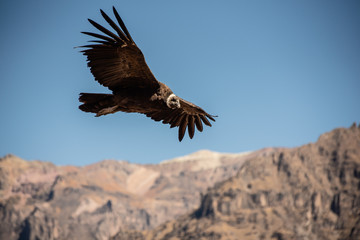 Condor in flight