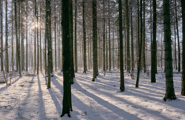 Old deciduous forest in sunny winter day