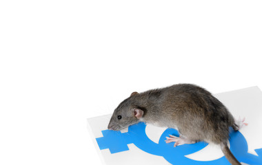 A domestic rat on a book. A book about men and women, yin yang. White background, isolate