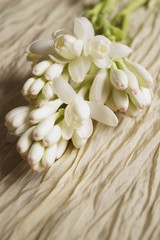 Fototapeta na wymiar Beautiful flowers - Tuberose or agave amica (Polianthes tuberosa)