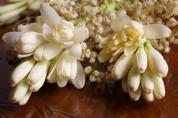 Fototapeta na wymiar Beautiful flowers - Tuberose or agave amica (Polianthes tuberosa)