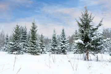 Fototapeta na wymiar Christmas background with snowy fir trees. Snow covered trees in the winter forest. Winter landscape.