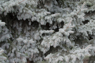 snow covered branches of tree in winter