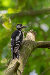 Great spotted woodpecker (Dendrocopos major) female