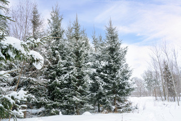 Christmas background with snowy fir trees. Snow covered trees in the winter forest. Winter landscape.