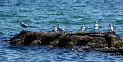 Seagulls are sitting on a stone in the middle of the sea