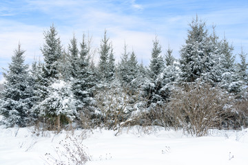 Fototapeta premium Christmas background with snowy fir trees. Snow covered trees in the winter forest. Winter landscape.