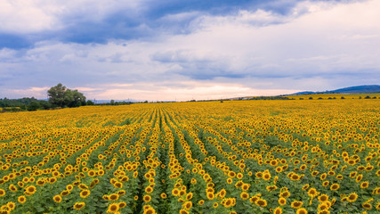 Aerial view of sunflower field at sunset.
