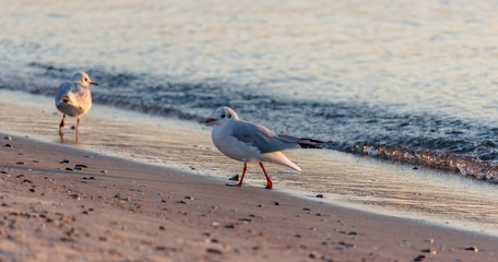 Seagulls walk in the morning on the sandy seashore