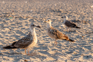 Seagulls stand on a sandy beach