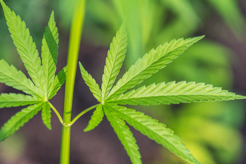 Marijuana cannabis leaf background.