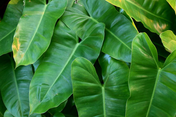Heart shaped green leaves In the green background image.