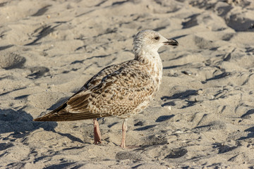 A seagull stands on a sandy beach