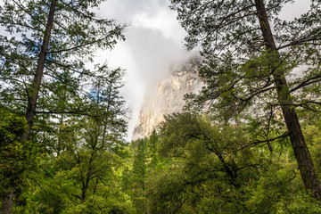 Fototapeta na wymiar Pine trees in Yosemite National Park landscape, California. USA