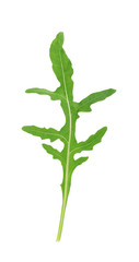 Fresh arugula leaf isolated on white background. Clipping path. Top view.