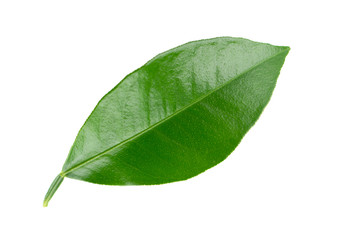 Obraz premium Lemon leaves isolated on white background. Branch of citrus leaf. Part of tropical plant. Top view.