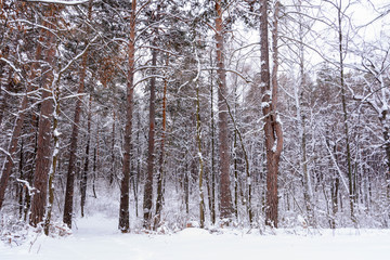 Fototapeta premium Winter landscape. Snowy trees, frost, big snowdrifts and snowfall.