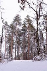 Fototapeta premium Winter landscape. Snowy trees, frost, big snowdrifts and snowfall.