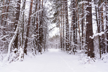 Naklejka premium Winter landscape. Snowy trees, frost, big snowdrifts and snowfall.