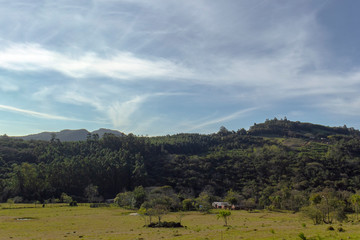 Field with trees on a cloudy blue sky day