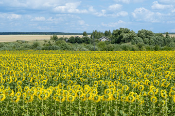 Rows of sunflower heads turned to one side look at a village house hidden by green trees.