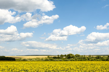 Slender rows of sunflower heads turned to one side look at a village house hidden by green trees under a blue cloudy sky.