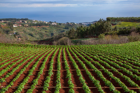 Cultivo de papas