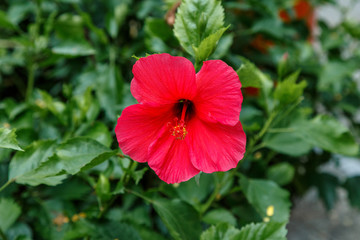 Red subtropical shrub flower