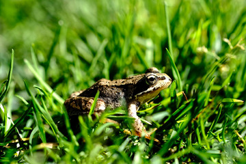 frog in green bright grass