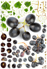 Grape Wine Collection Abstract